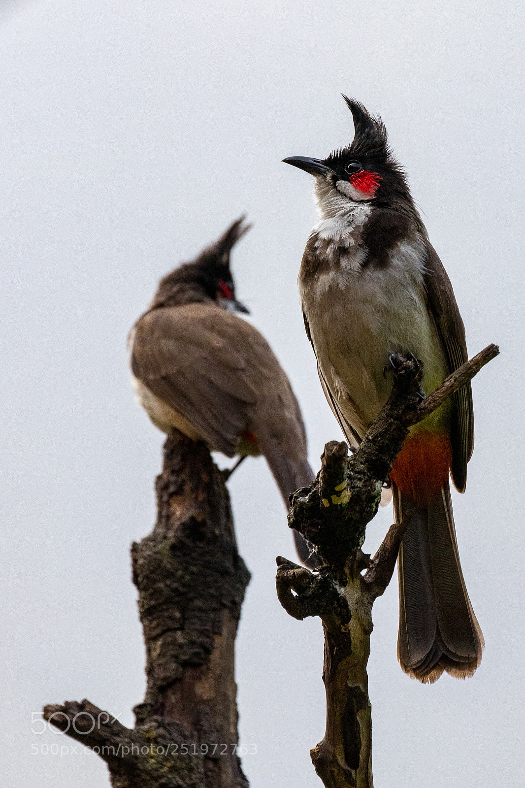 Canon EOS 80D sample photo. Red-whiskered bulbuls photography