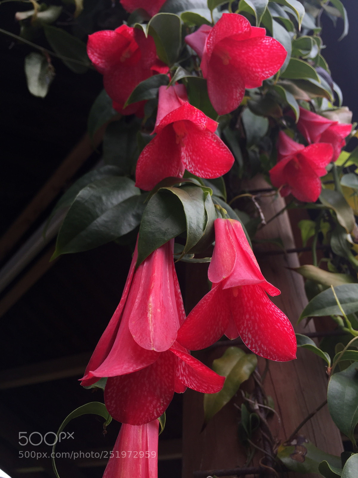 Apple iPhone 6 sample photo. Untitled photography