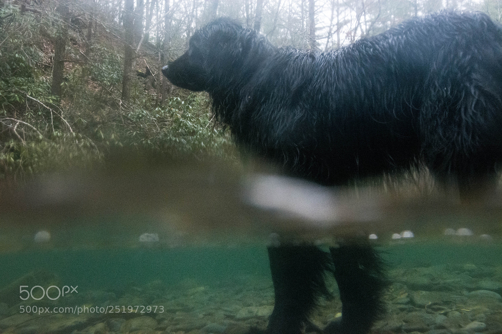 Nikon D5200 sample photo. Nova from underwater photography