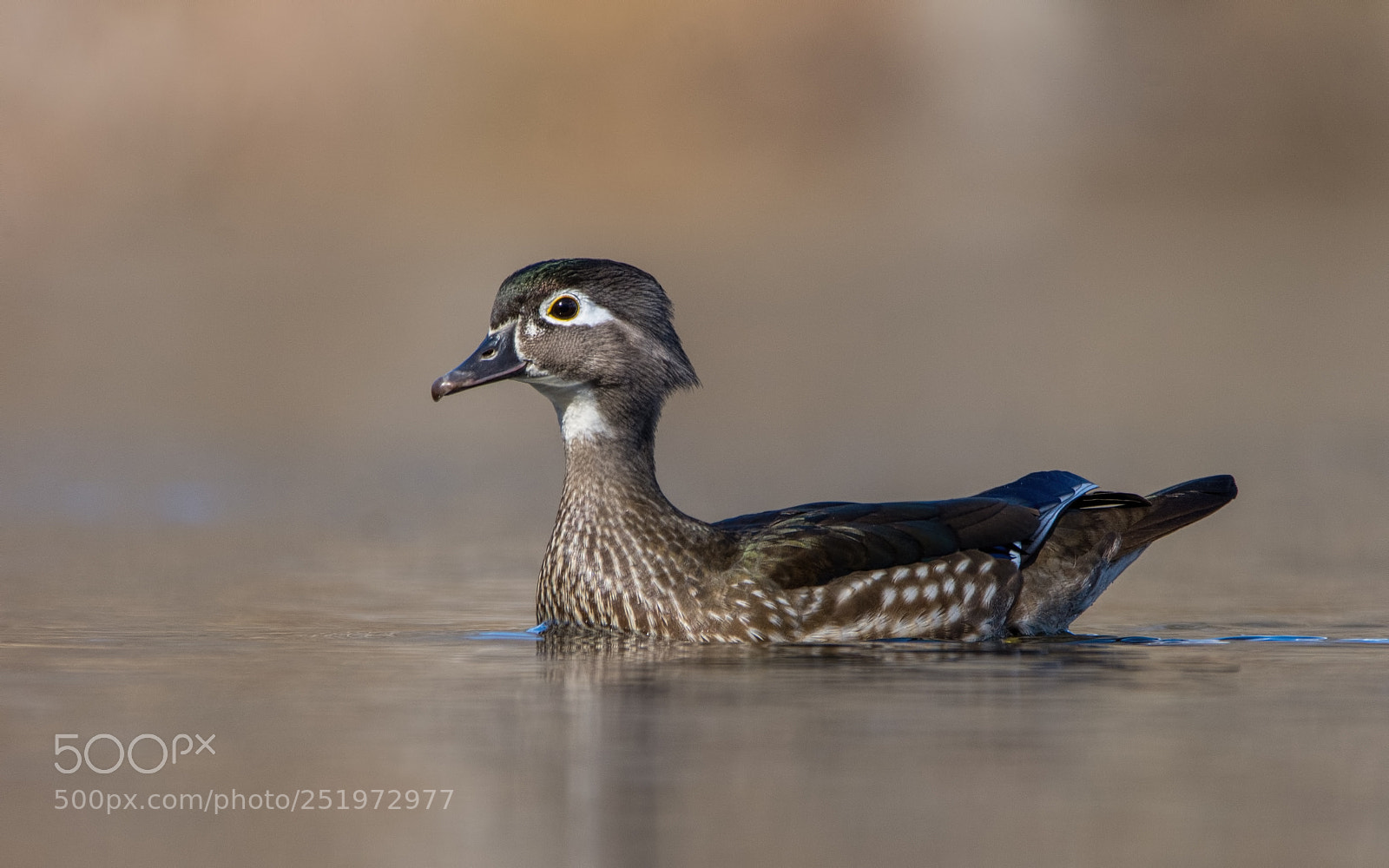 Nikon D7200 sample photo. Wood duck hen (re-edit) photography
