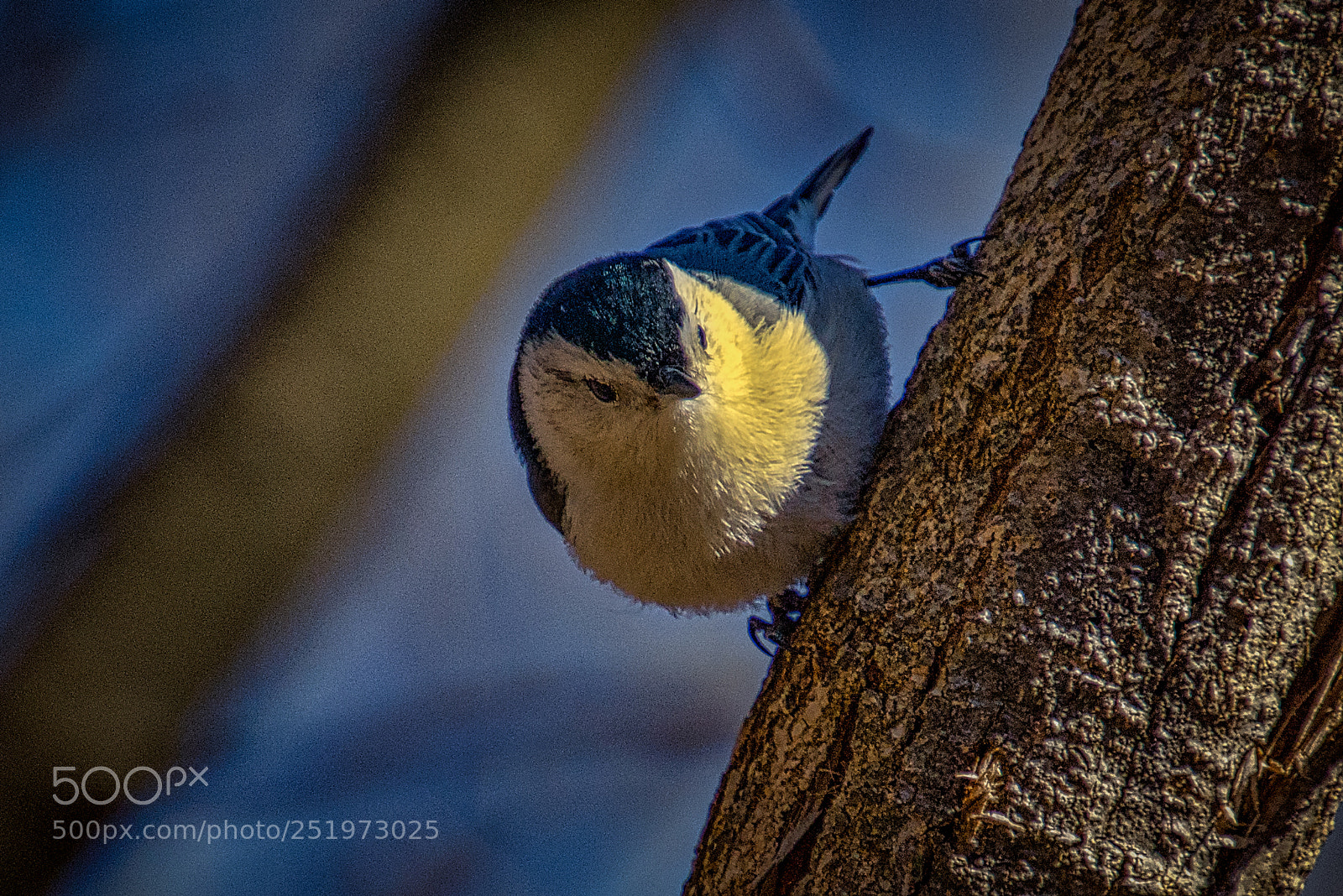 Nikon D7200 sample photo. Nuthatch - rbg photography