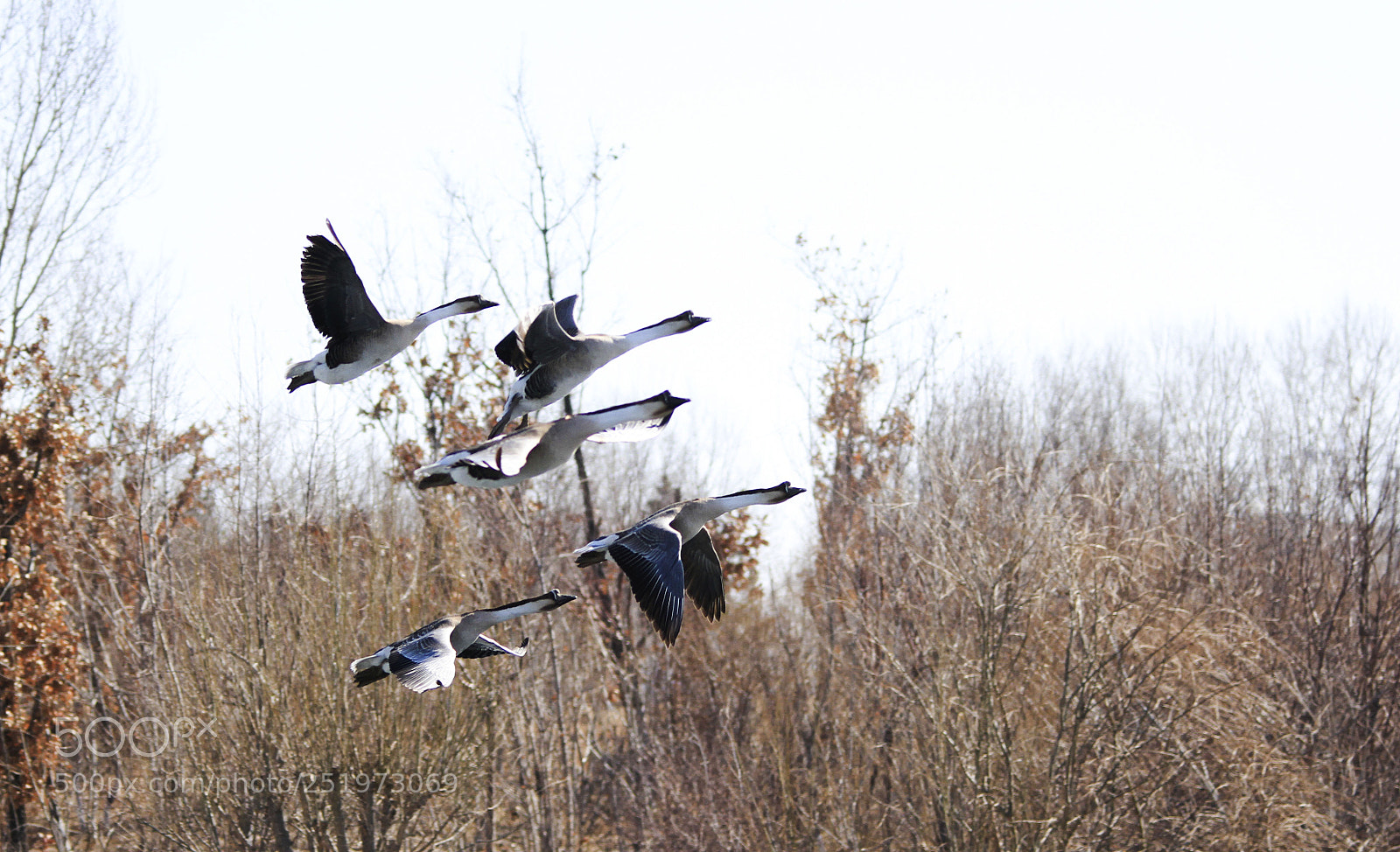 Canon EOS 7D sample photo. 大雁wild goose photography