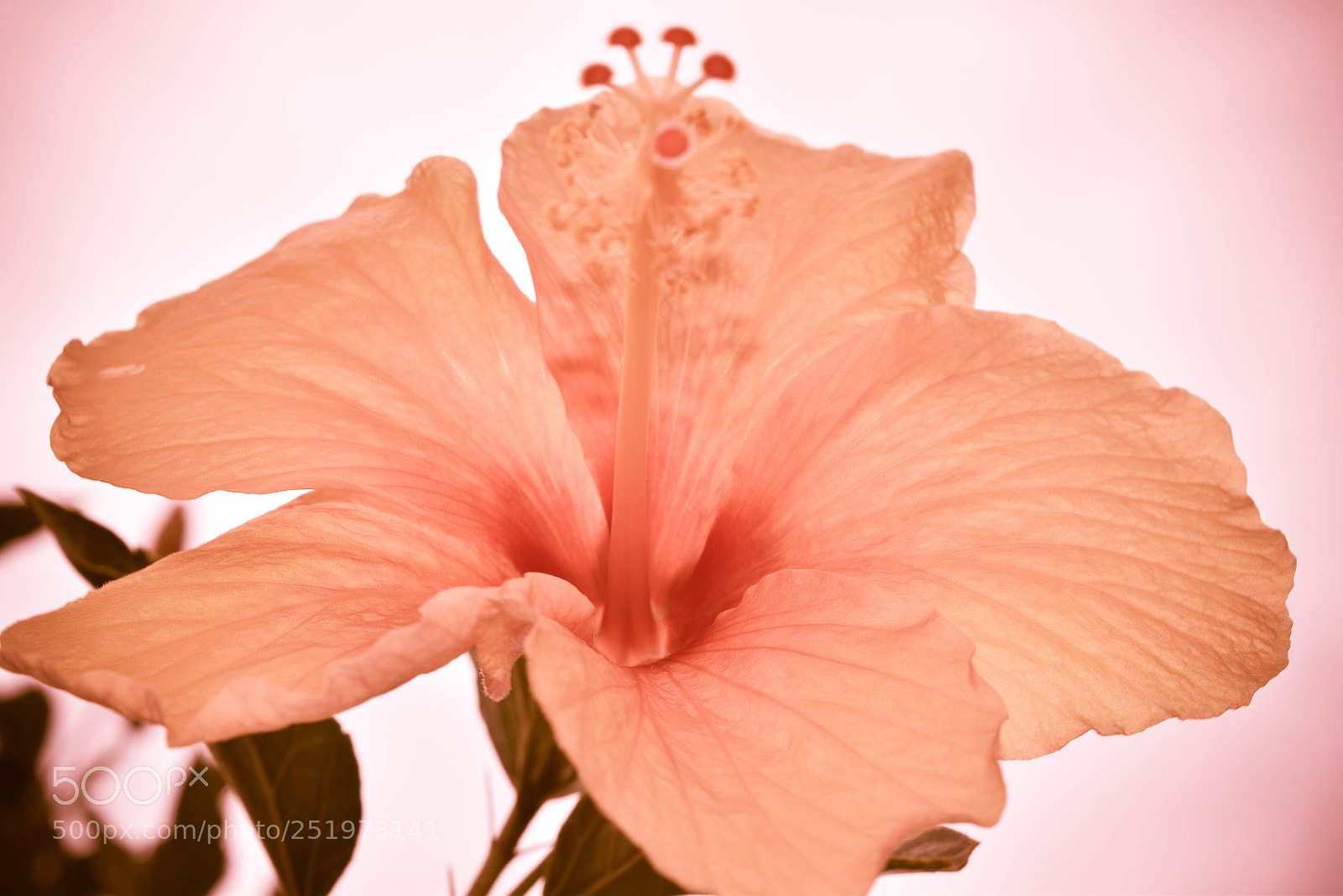 Nikon D5300 sample photo. Soft and beauty... photography