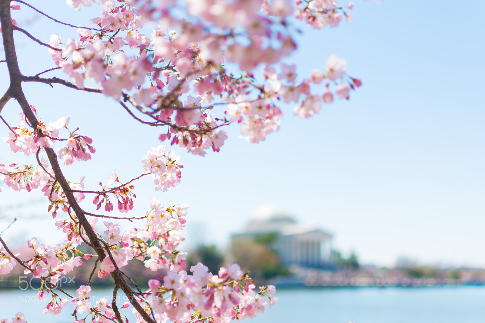 Nikon D7100 sample photo. Cherry blossom photography
