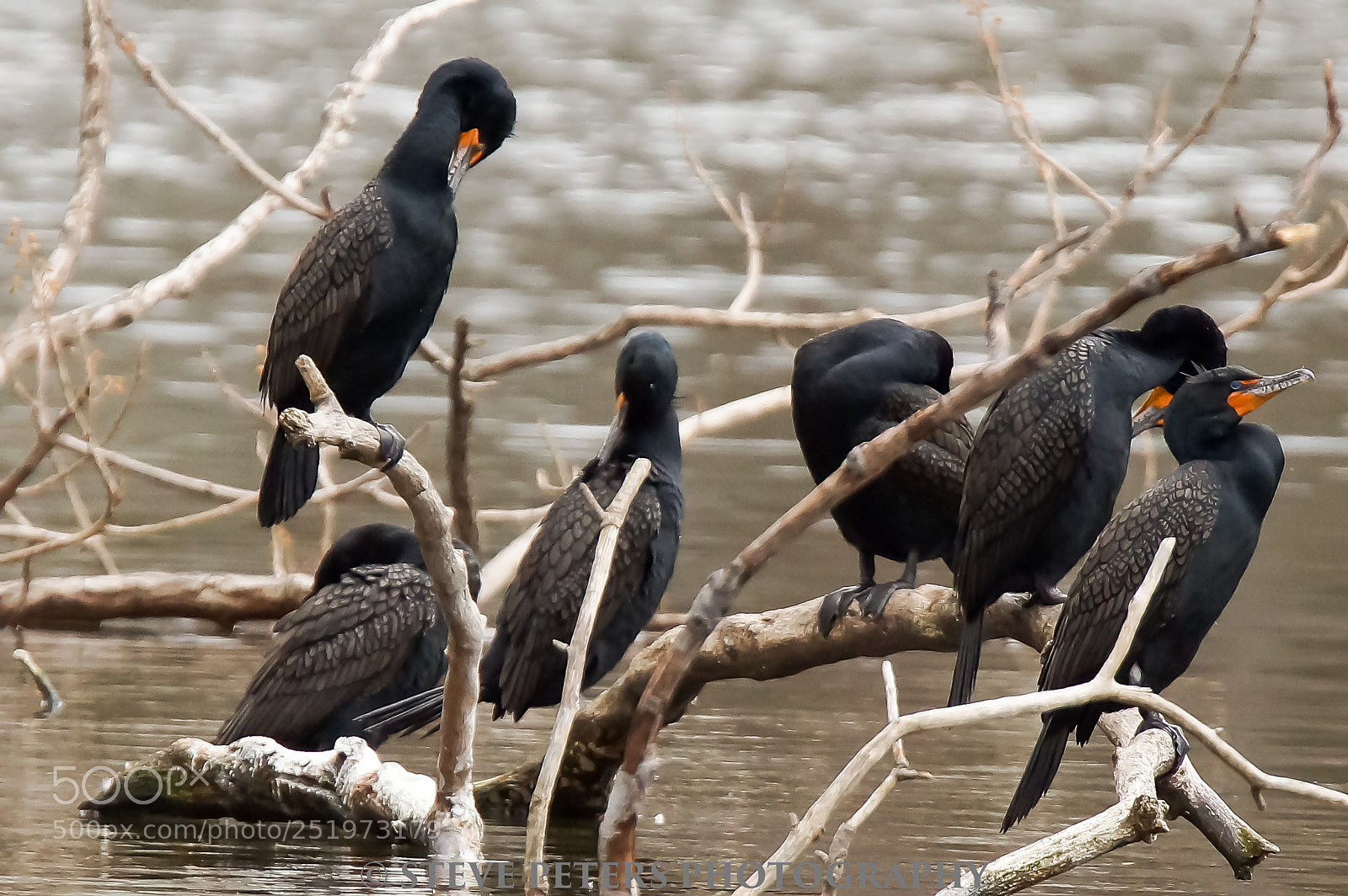 Sony SLT-A77 sample photo. Birds photography