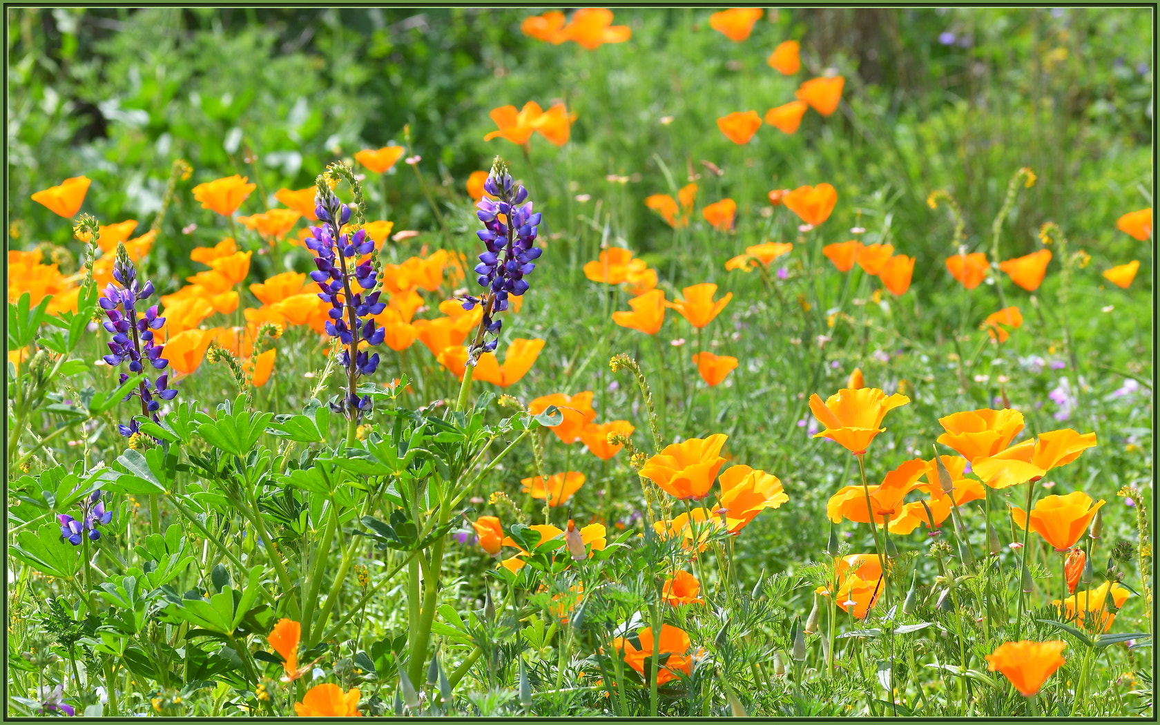 Sigma 105mm F2.8 EX DG OS HSM sample photo. Lupines and friends photography