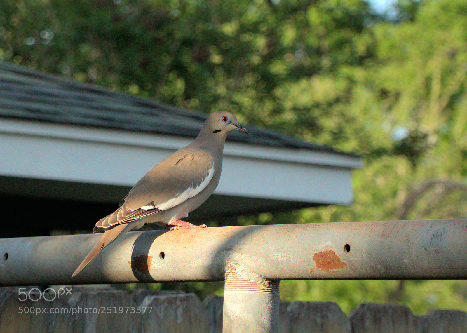 Sony a7R III sample photo. Perched pigeon photography