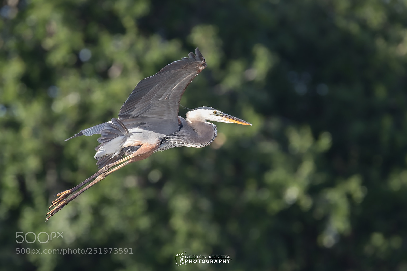 Canon EOS-1D X Mark II sample photo. Great blue photography