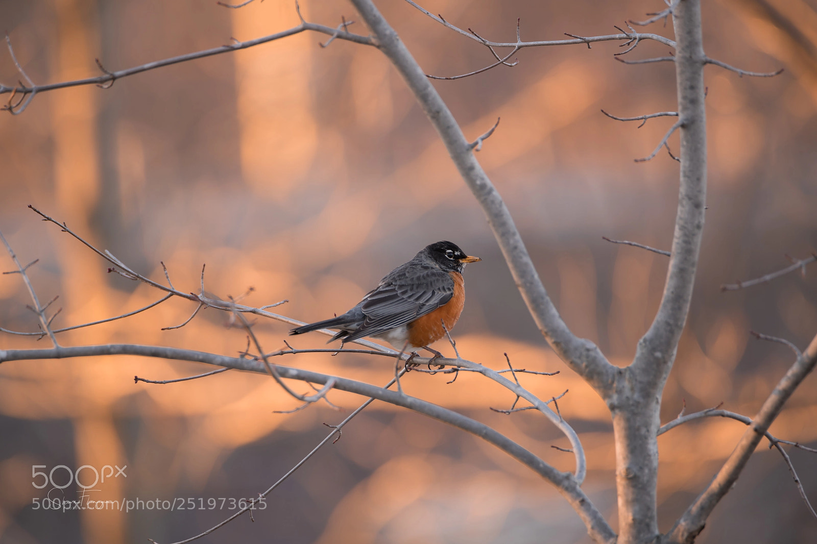Nikon D850 sample photo. Robin in spring photography