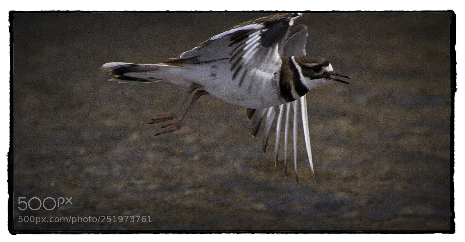 Canon EOS 7D sample photo. Killdeer takes flight. photography