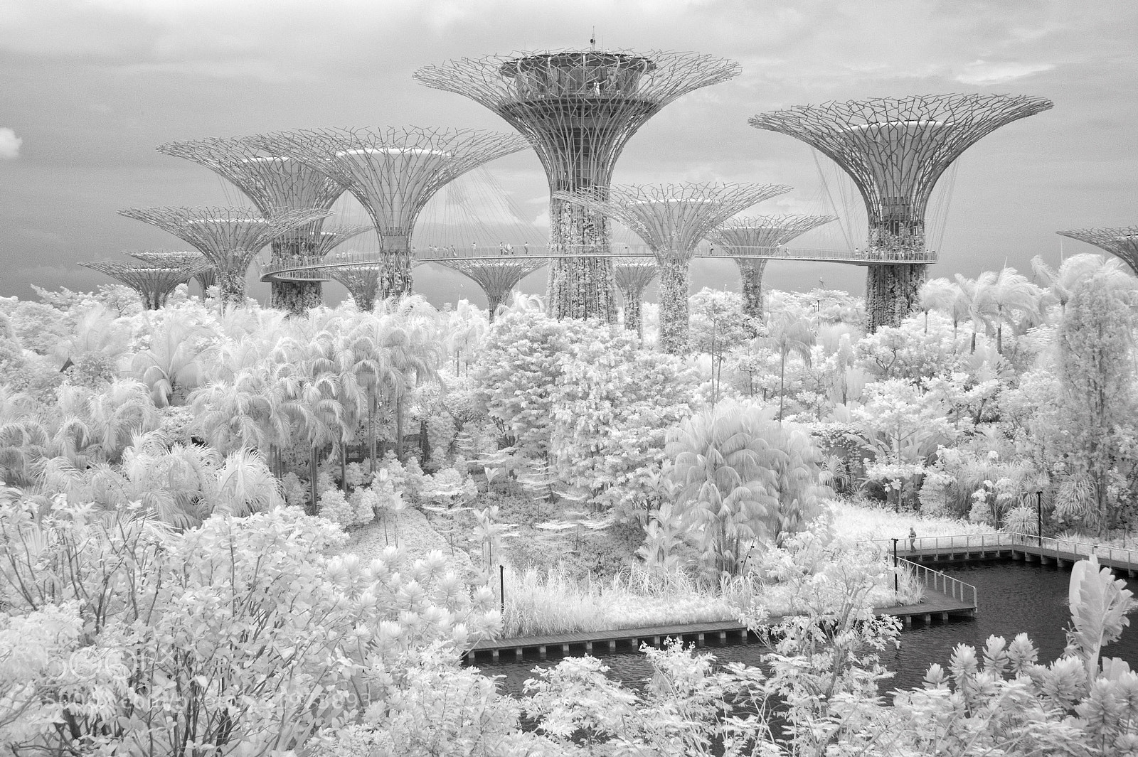Nikon D700 sample photo. Supertrees at the gardens photography
