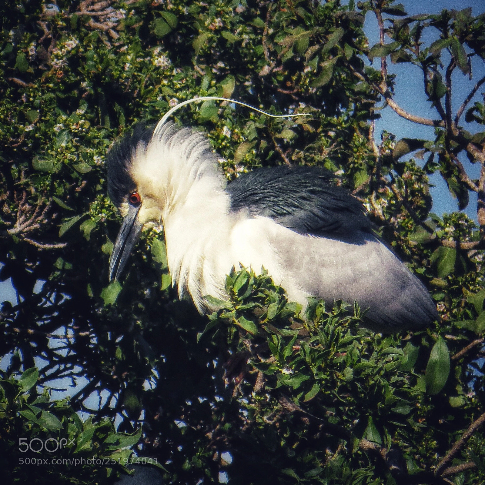 Canon PowerShot SX720 HS sample photo. Courting night heron  photography