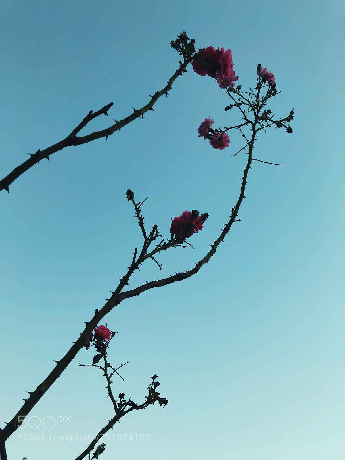 Apple iPhone X sample photo. Lawrence park photography