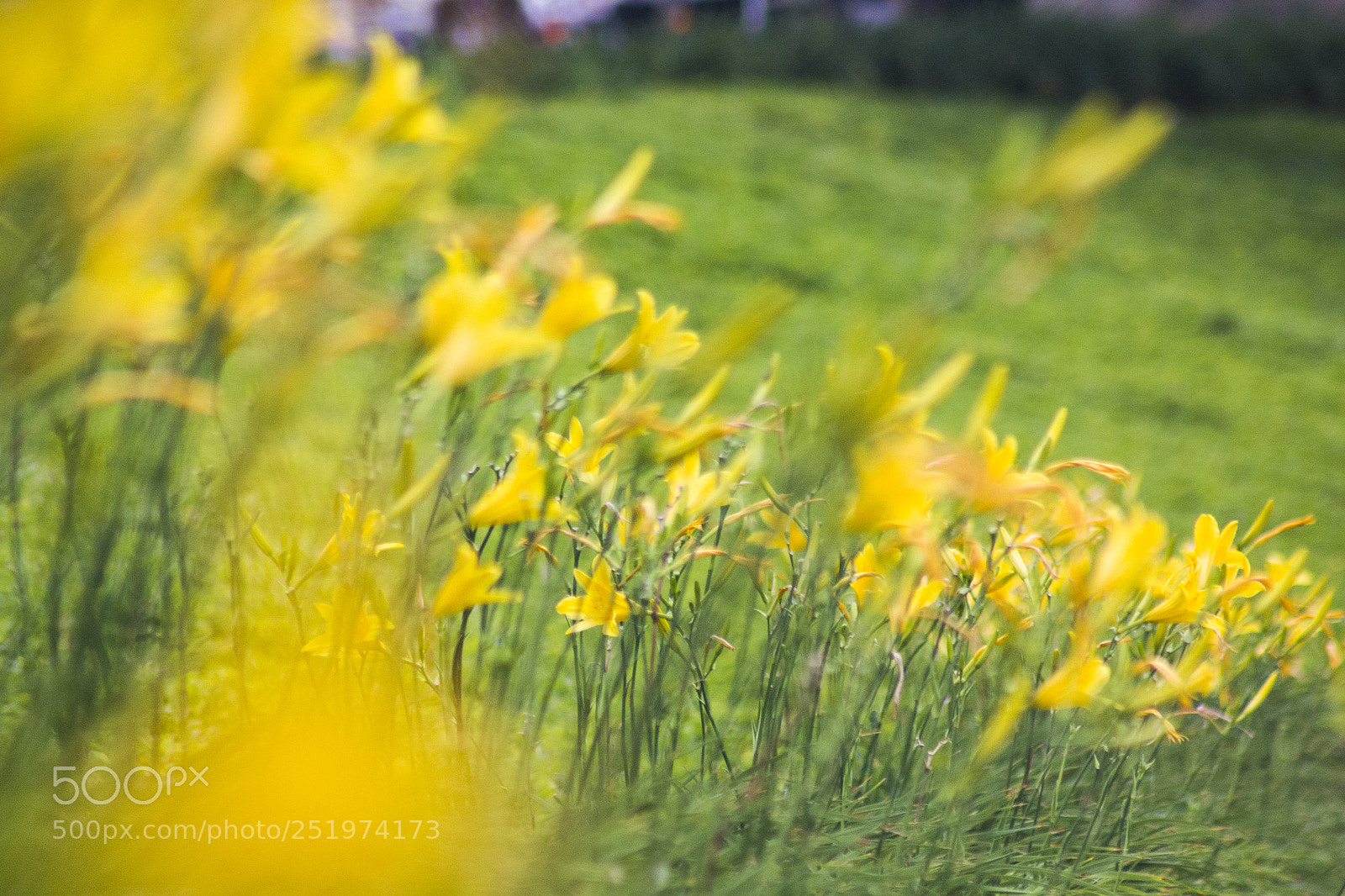 Canon EOS 550D (EOS Rebel T2i / EOS Kiss X4) sample photo. Sendero amarillo photography