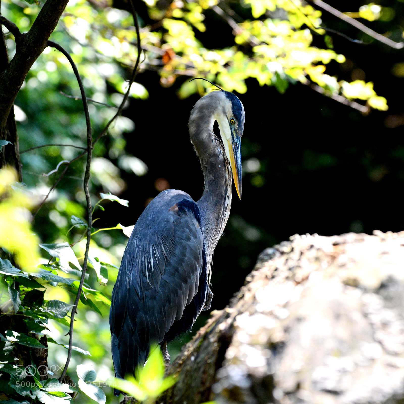 Nikon D600 sample photo. Great blue heron  photography