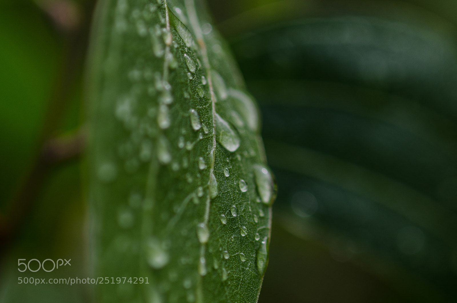 Nikon D7000 sample photo. Wet leaf photography