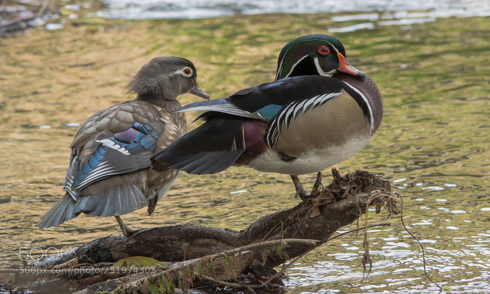 Nikon D500 sample photo. Wood ducks photography