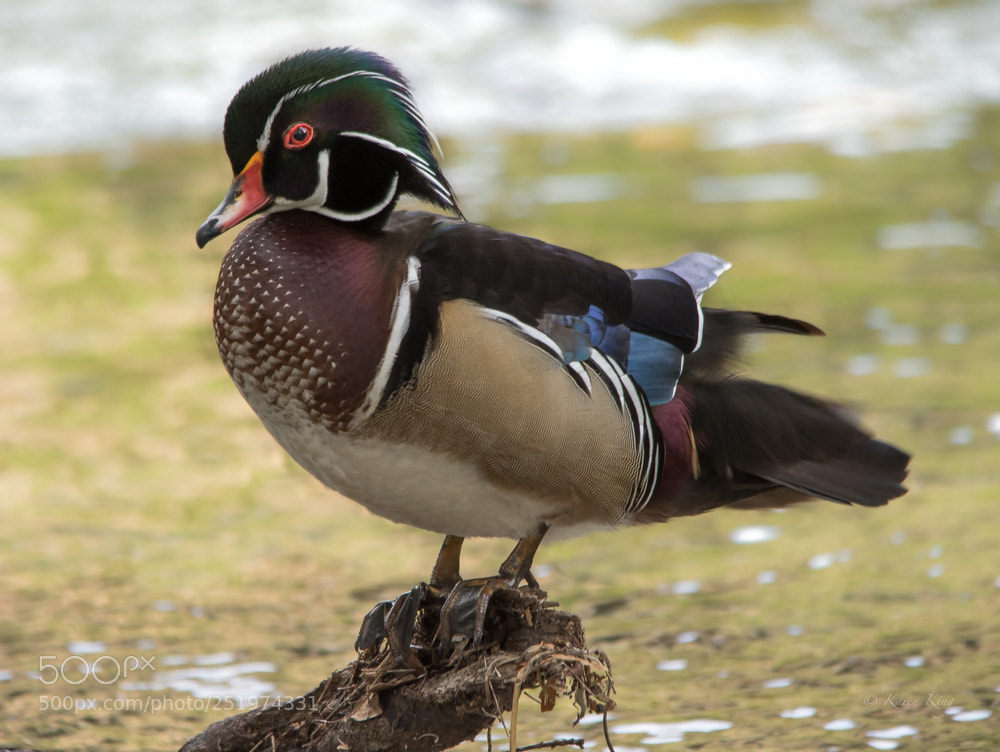 Nikon D500 sample photo. Drake colors photography