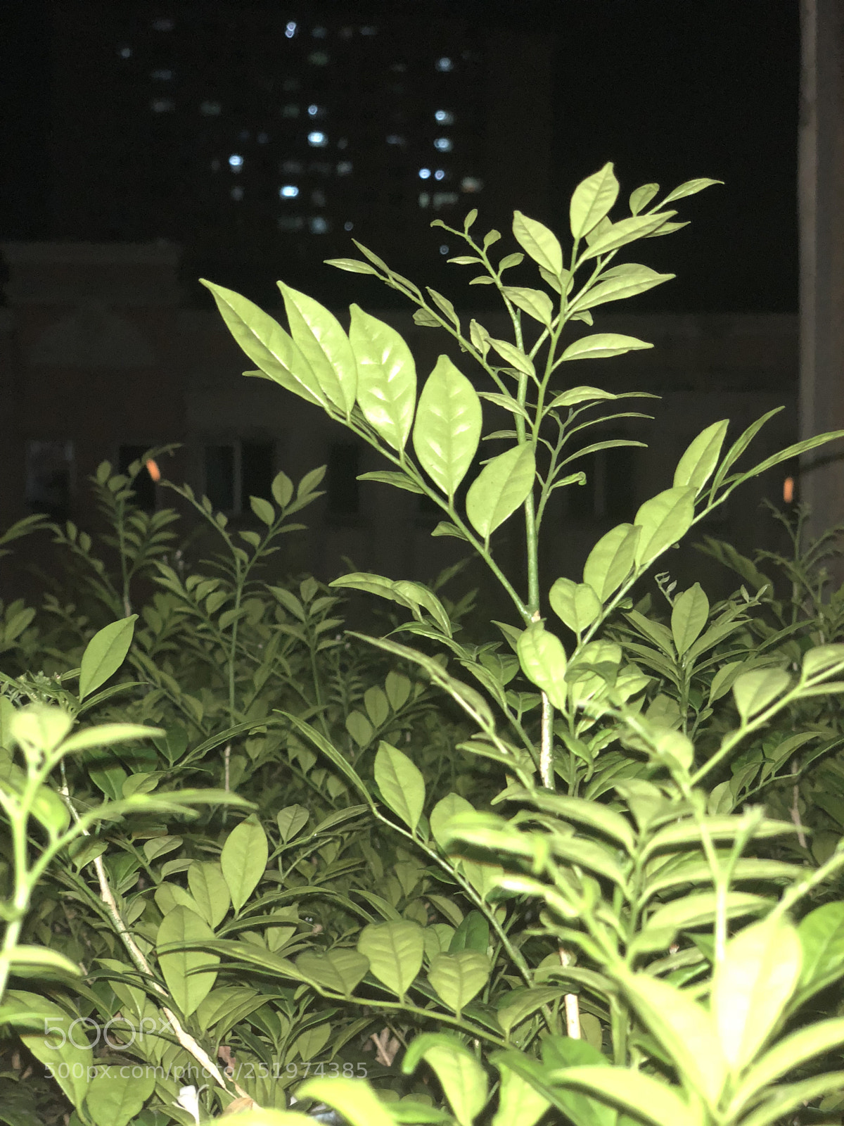 Apple iPhone X sample photo. Night time with plants  photography