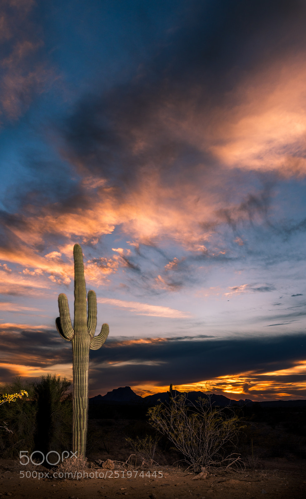 Nikon D810 sample photo. Saguaro at sunset photography