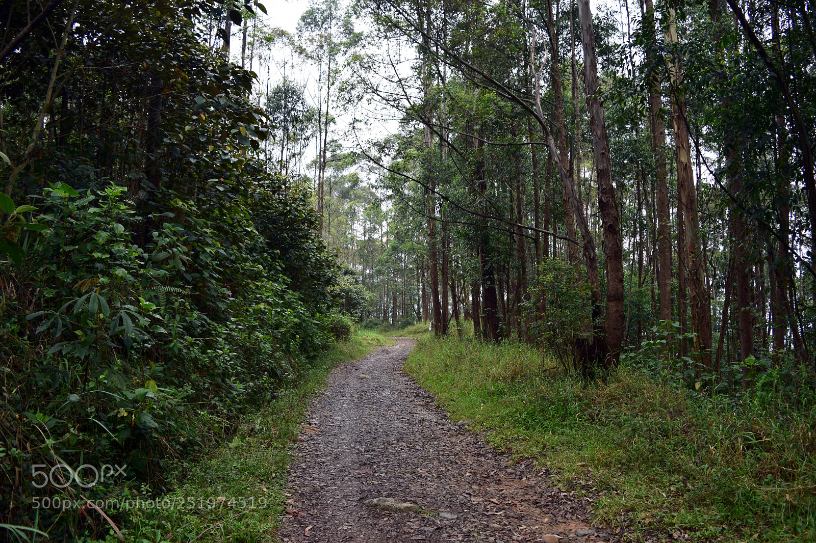 Nikon D5300 sample photo. Road photography