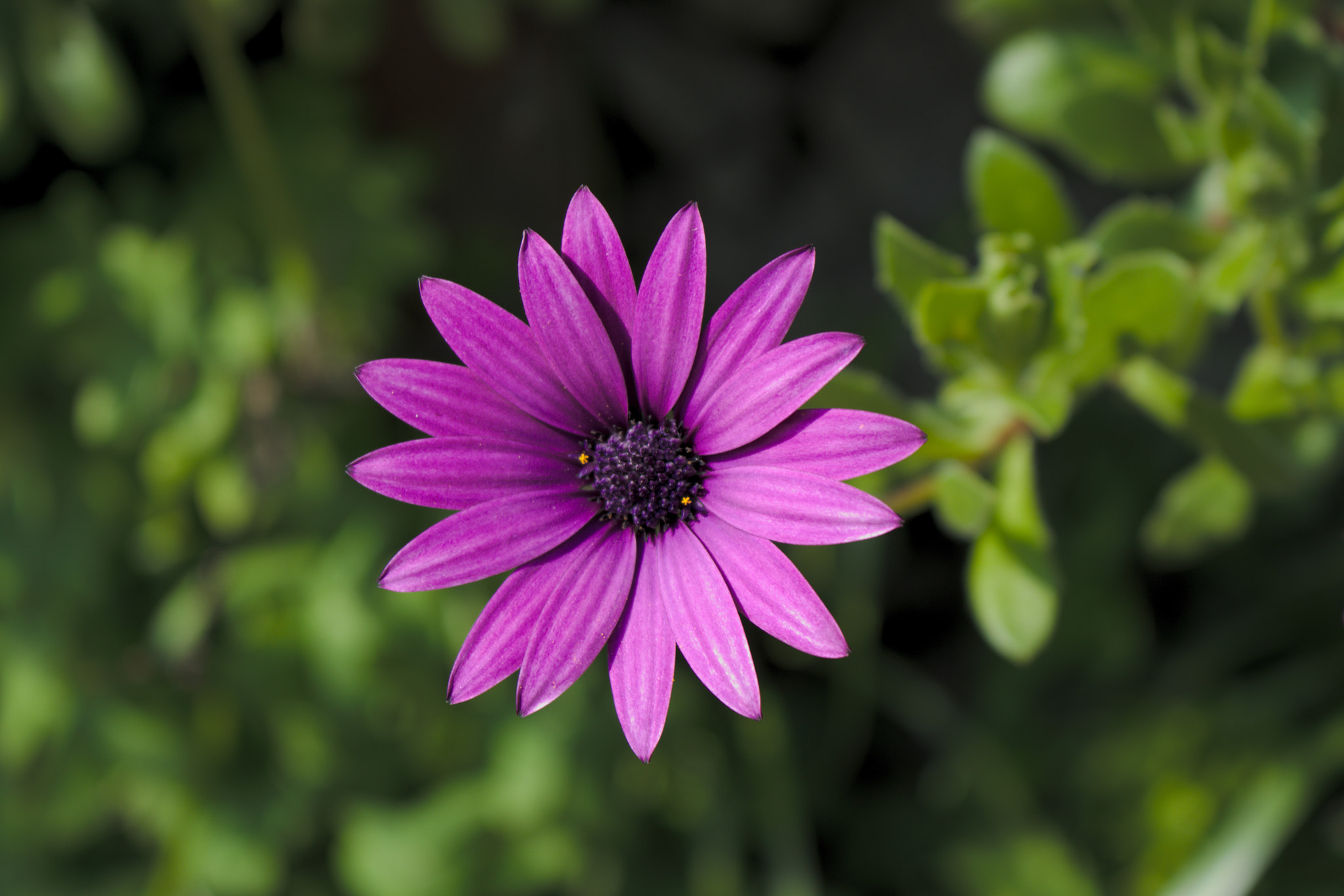 Canon EOS 80D sample photo. Purple daisy photography