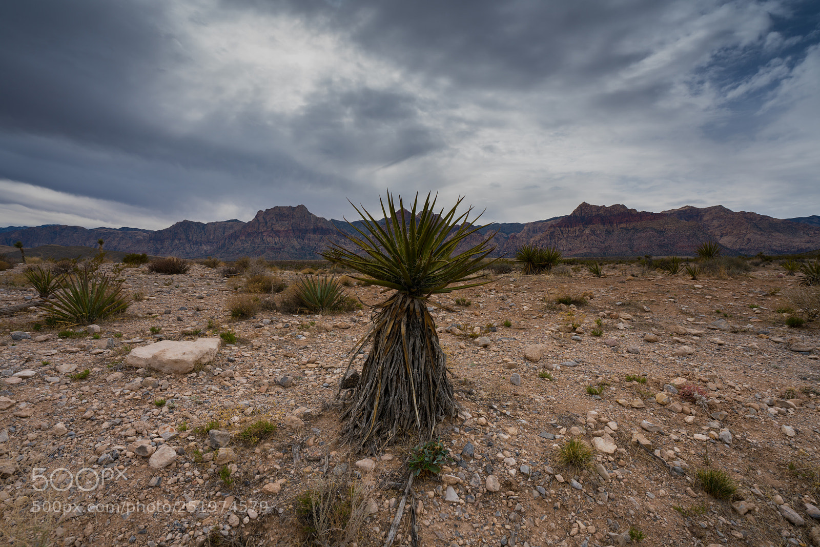 Sony a7R II sample photo. Dsc photography