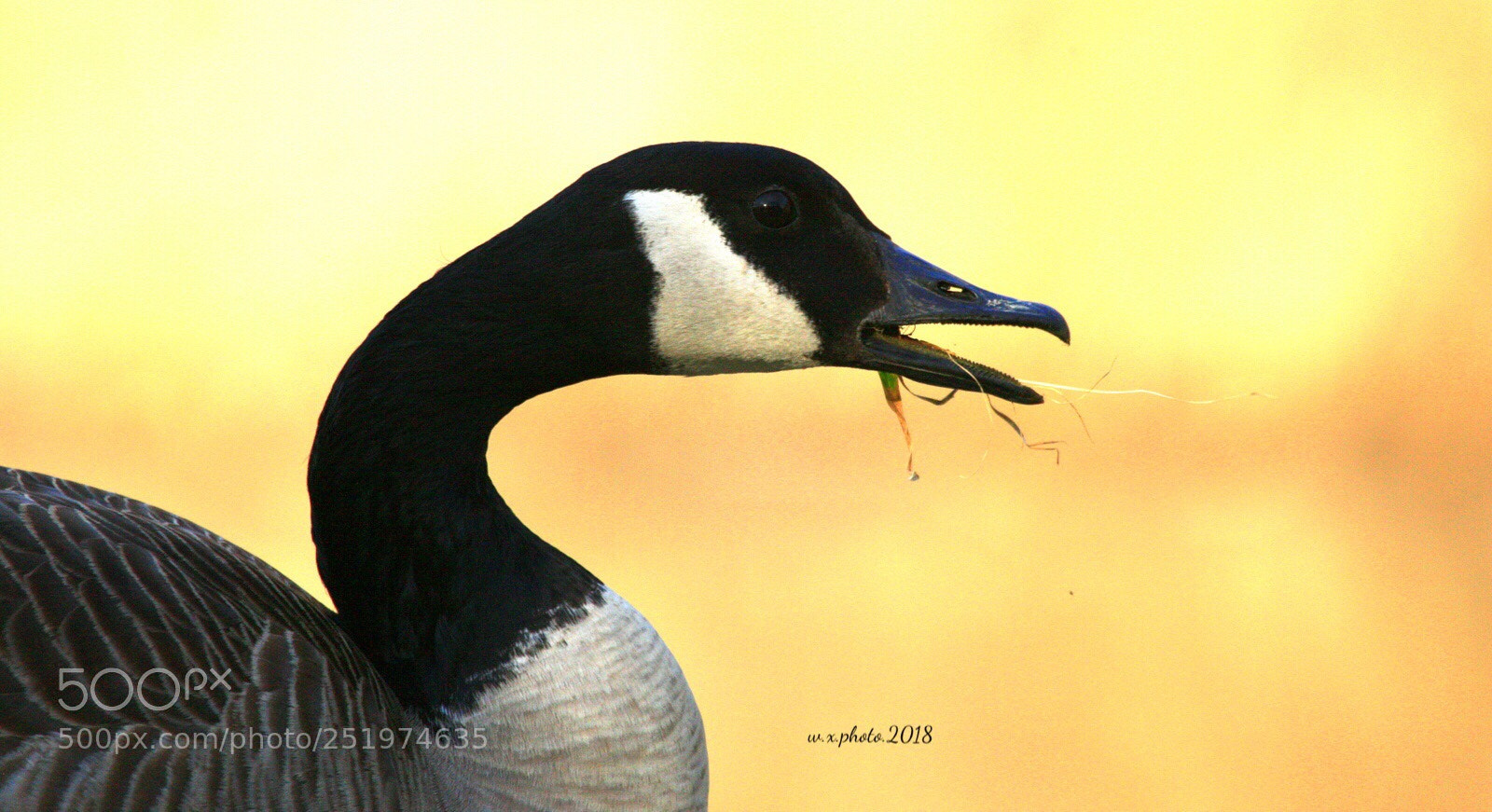 Canon EOS-1Ds Mark III sample photo. Canadian goose photography