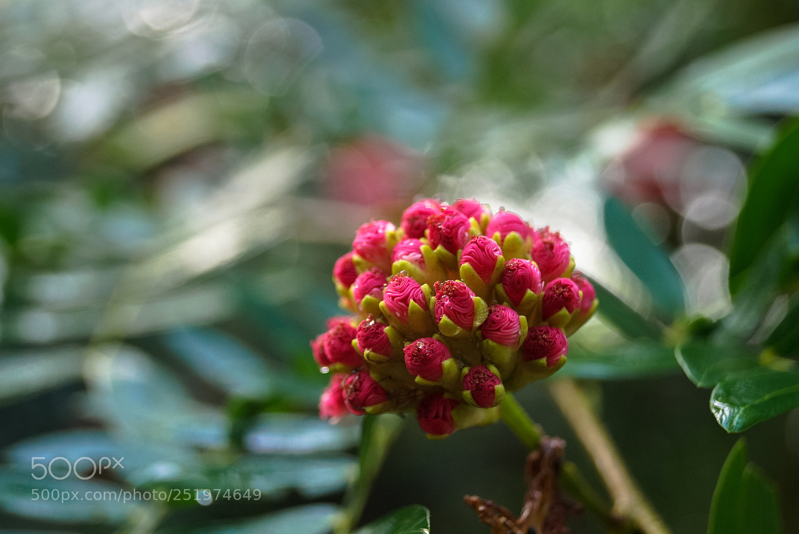 Sony SLT-A77 sample photo. Red yarrow photography