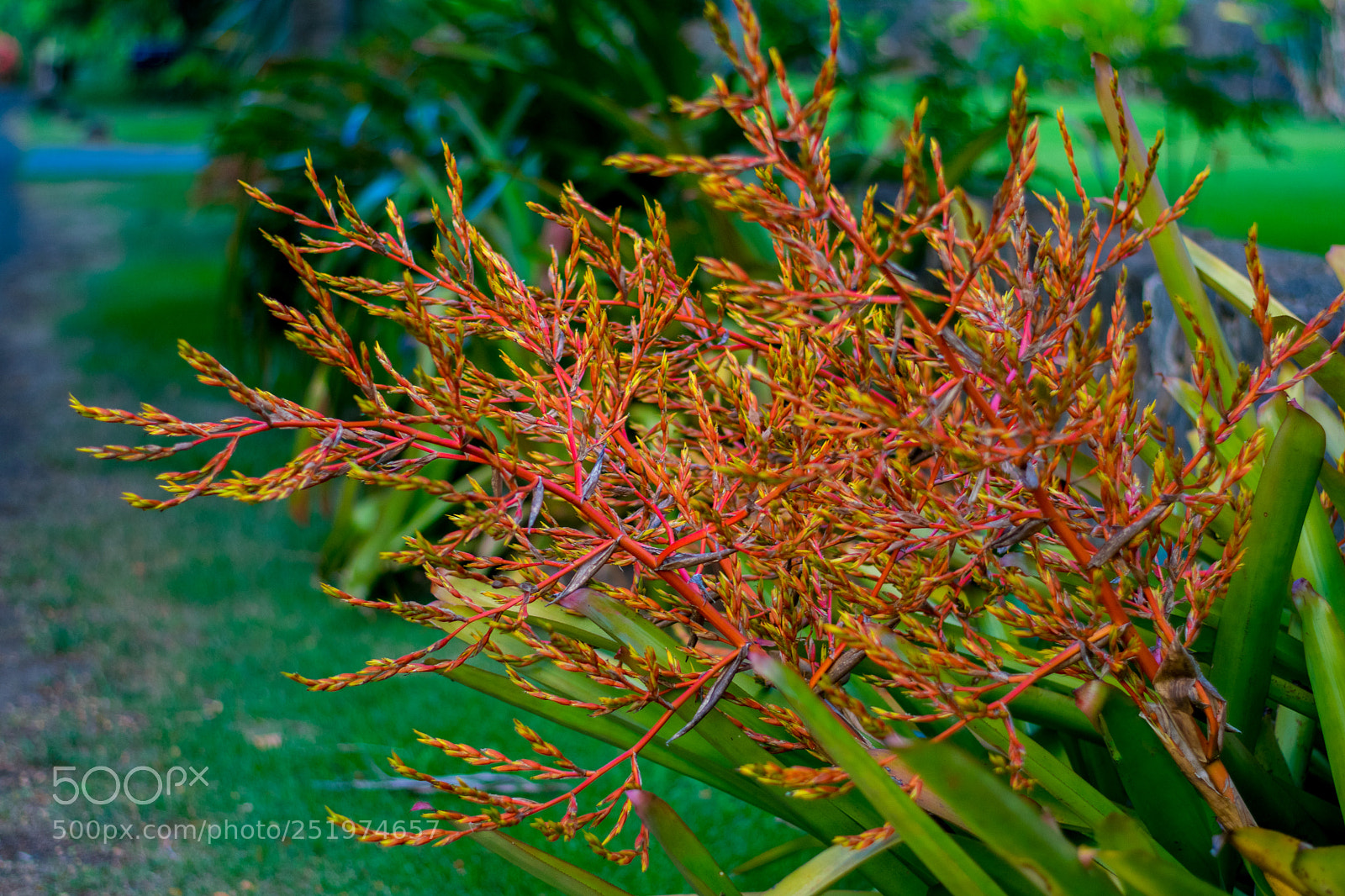 Nikon D3300 sample photo. Fire along the path photography