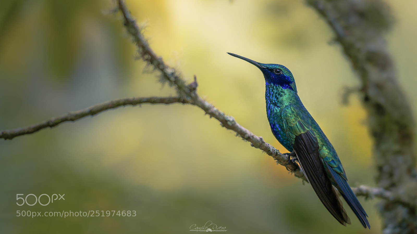 Nikon D810 sample photo. Hummingbird photography