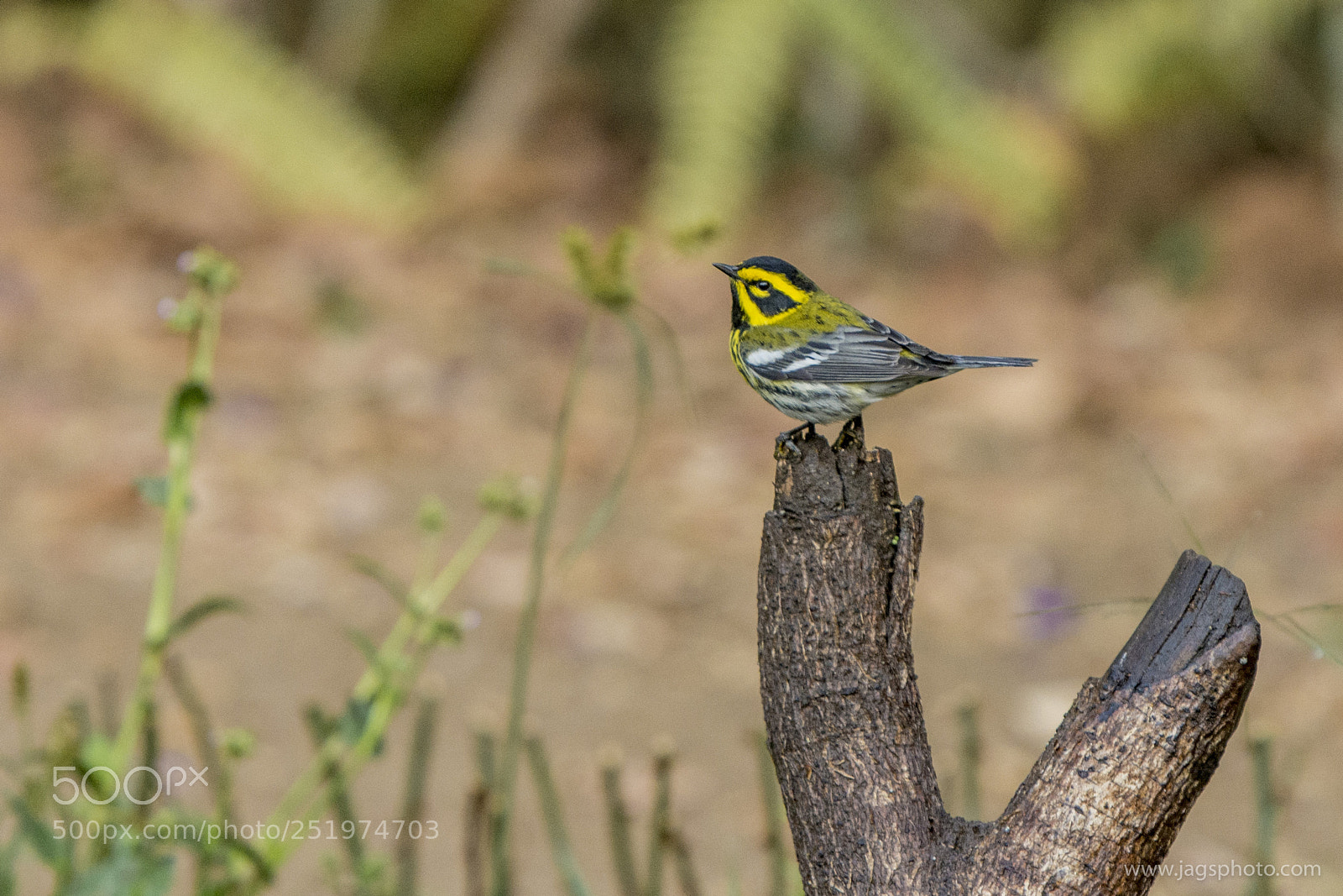 Nikon D7200 sample photo. Towsend´s warbler photography