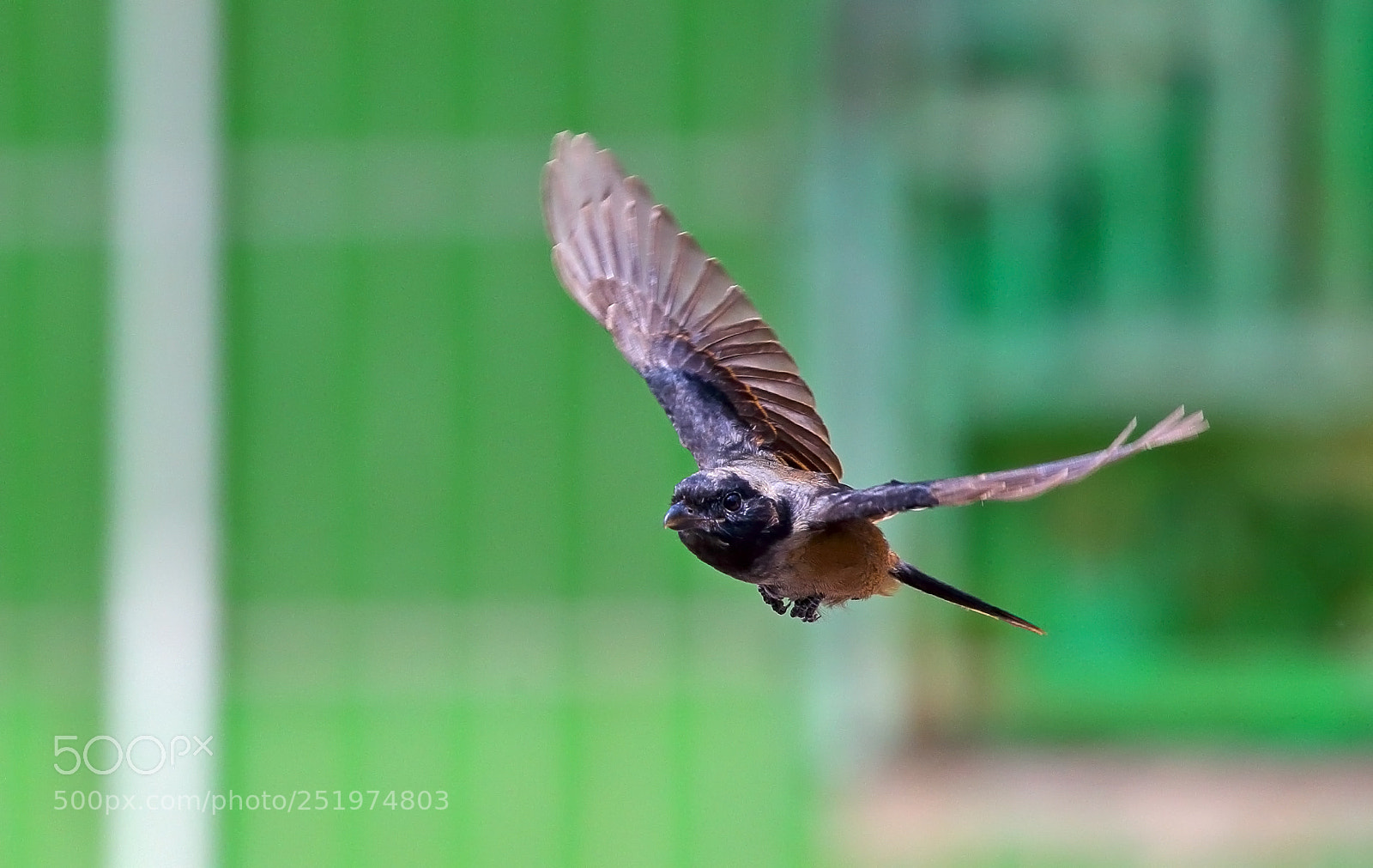 Canon EOS-1D X sample photo. Fly photography