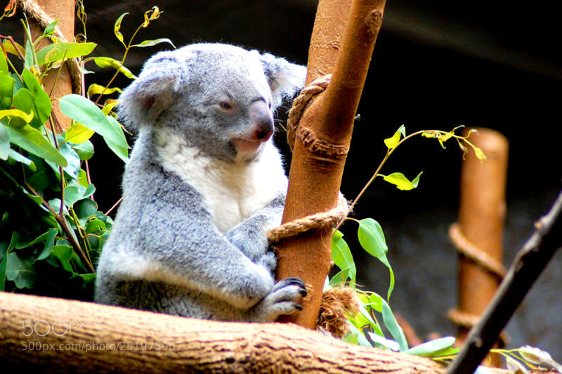 Nikon D40 sample photo. Koala photography