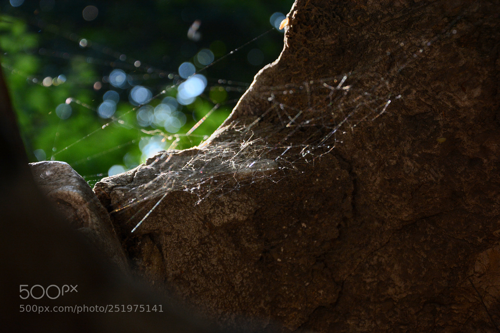 Nikon D7100 sample photo. 蜘蛛网 photography