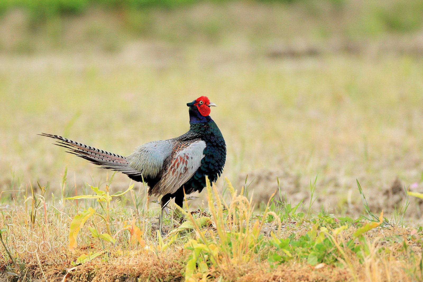 Canon EOS-1D Mark IV sample photo. きじ common pheasant  photography
