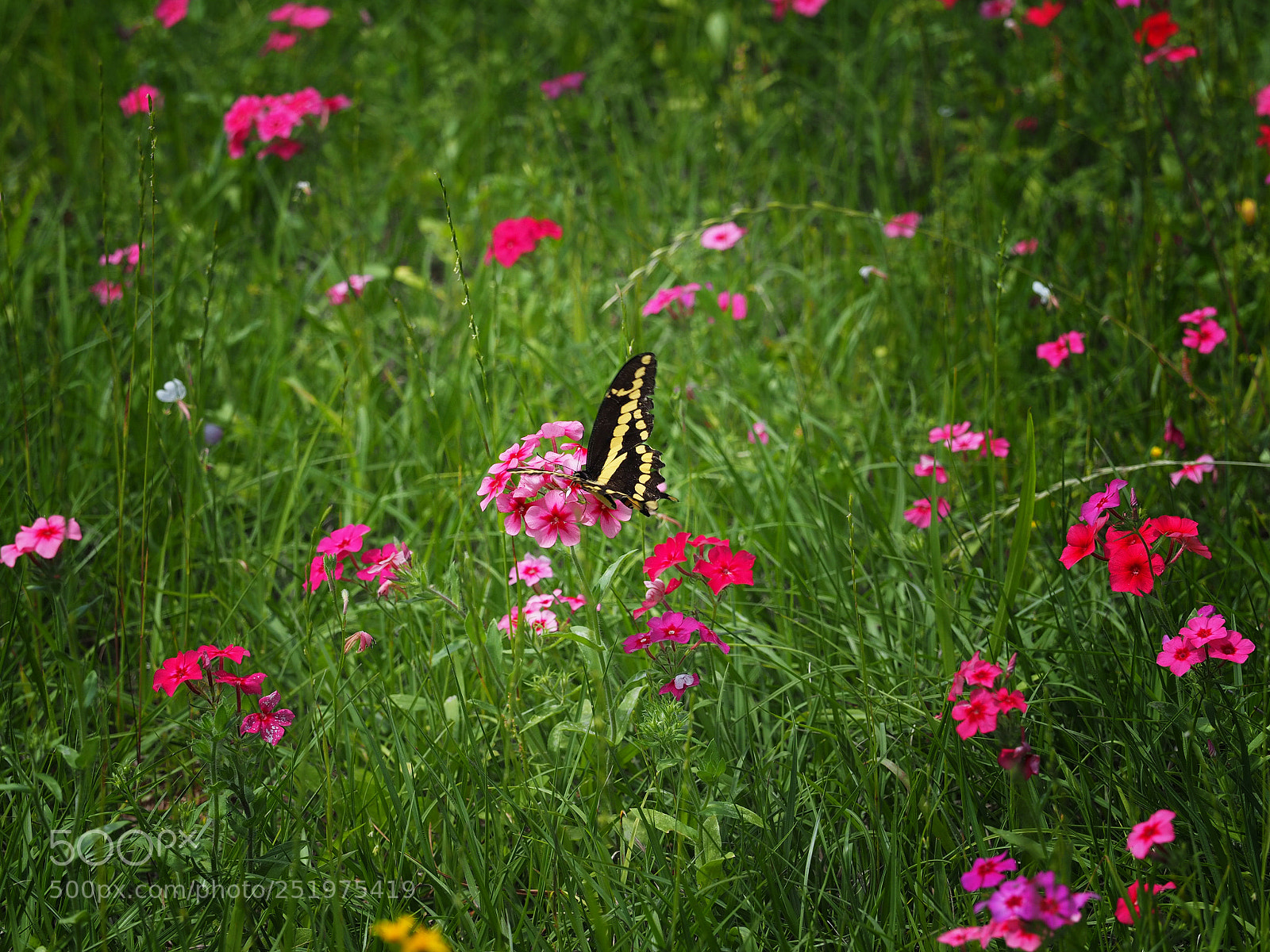 Olympus OM-D E-M1 sample photo. Fluttering through the wildflowers photography