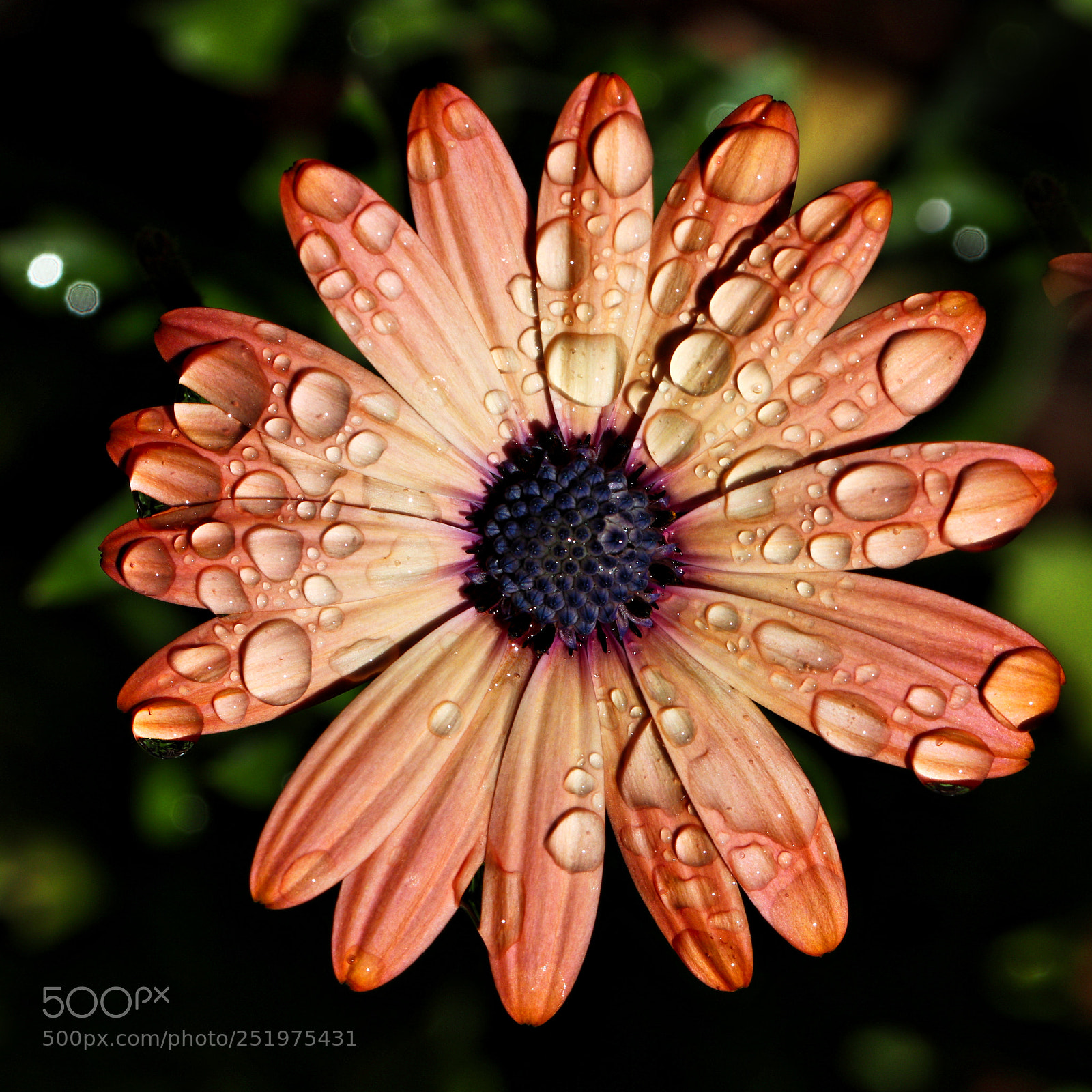 Canon EOS 77D (EOS 9000D / EOS 770D) sample photo. Raindrops make me smile photography