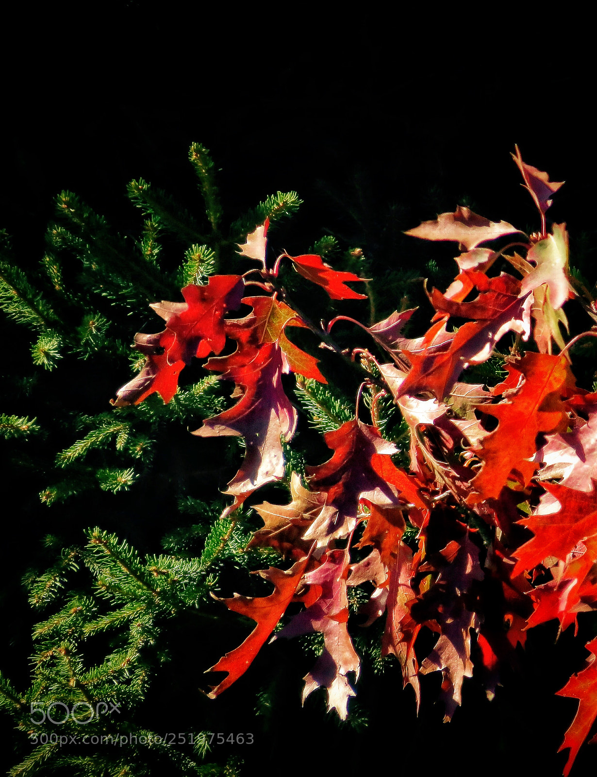 Canon PowerShot SX50 HS sample photo. Autumn in patagonia photography