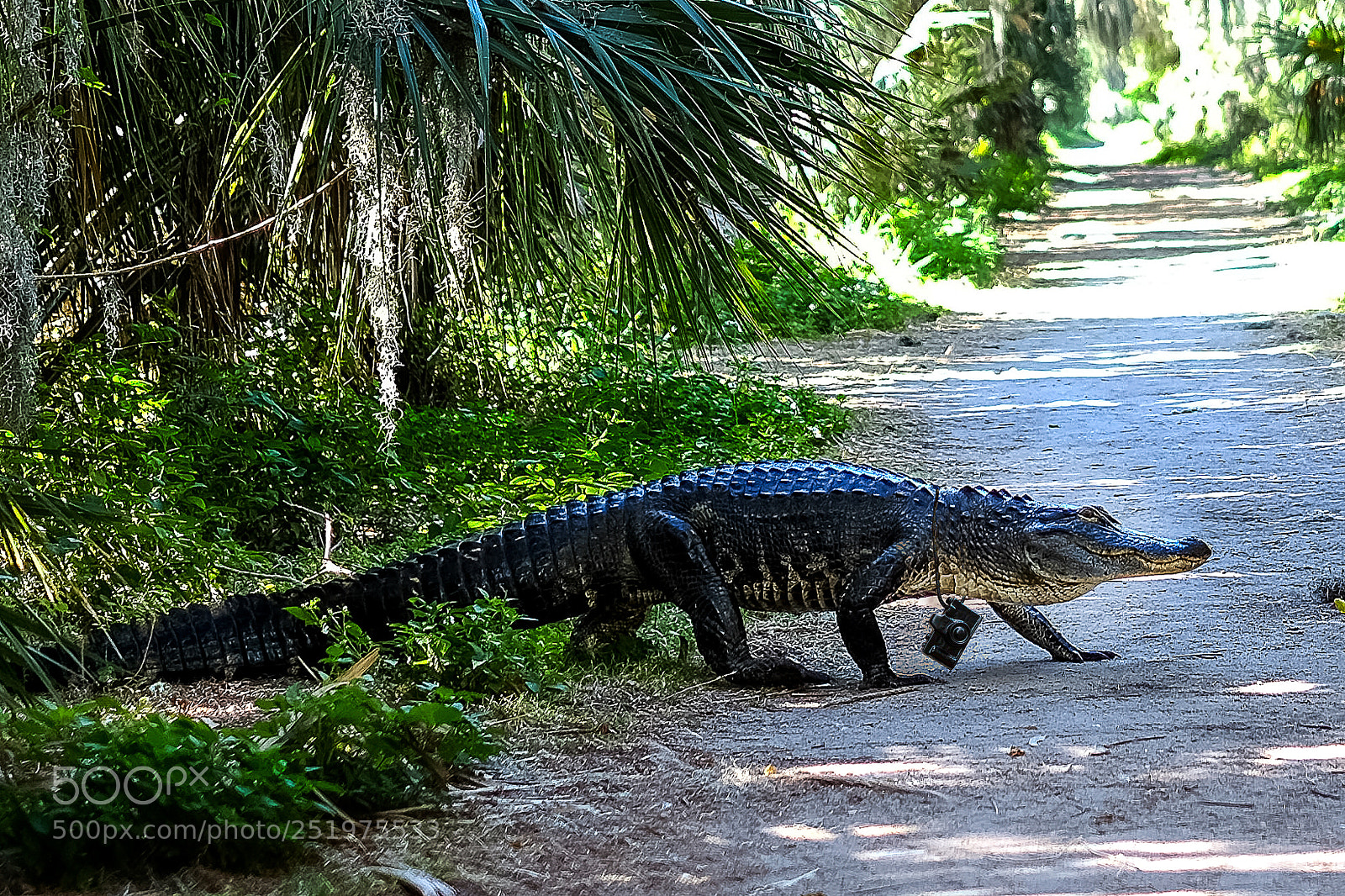 Fujifilm X-T1 sample photo. Gator tourist photography