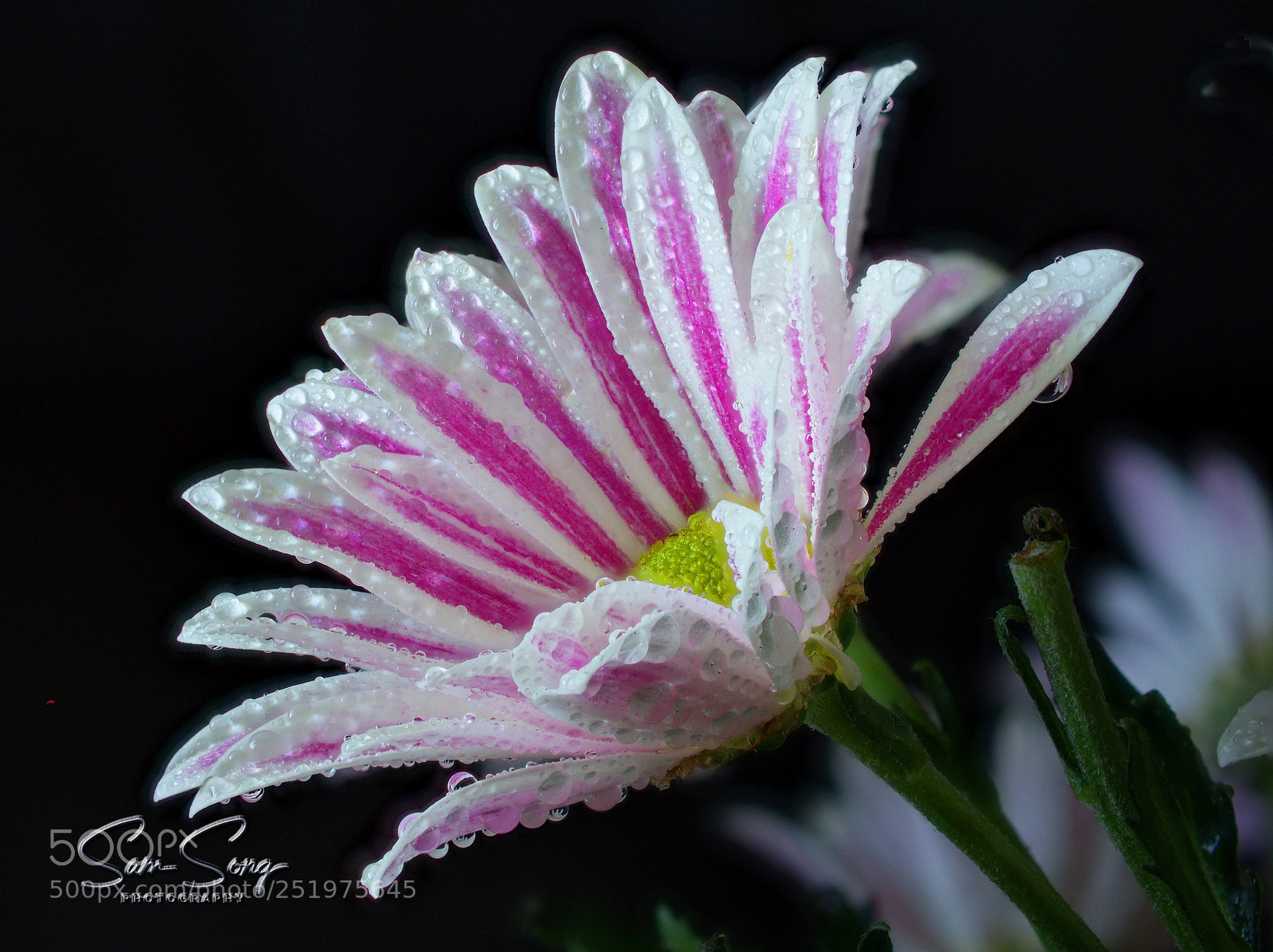 Olympus OM-D E-M10 III sample photo. Water droplets on a photography