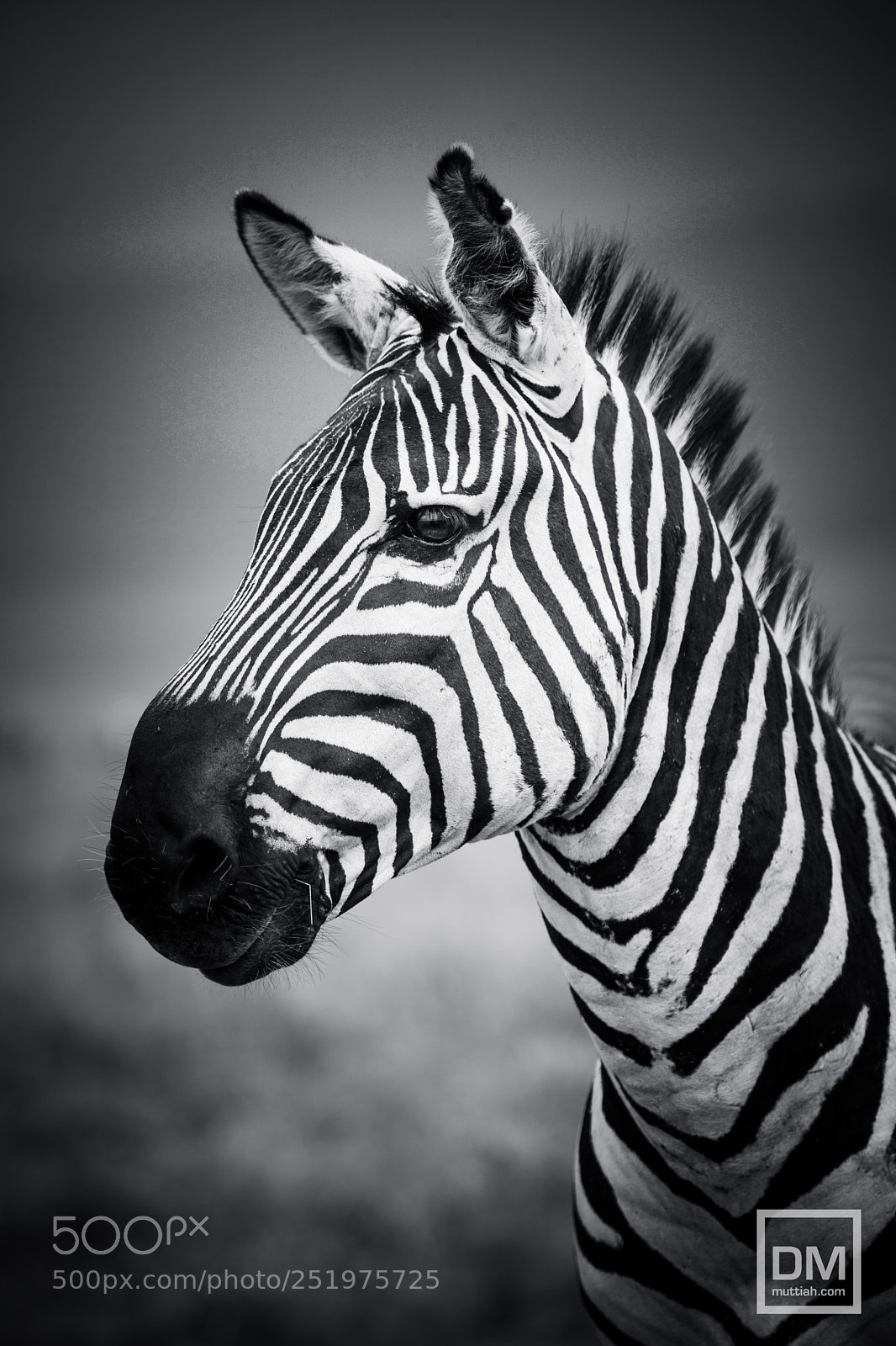 Canon EOS 5D Mark II sample photo. Serengeti national park photography