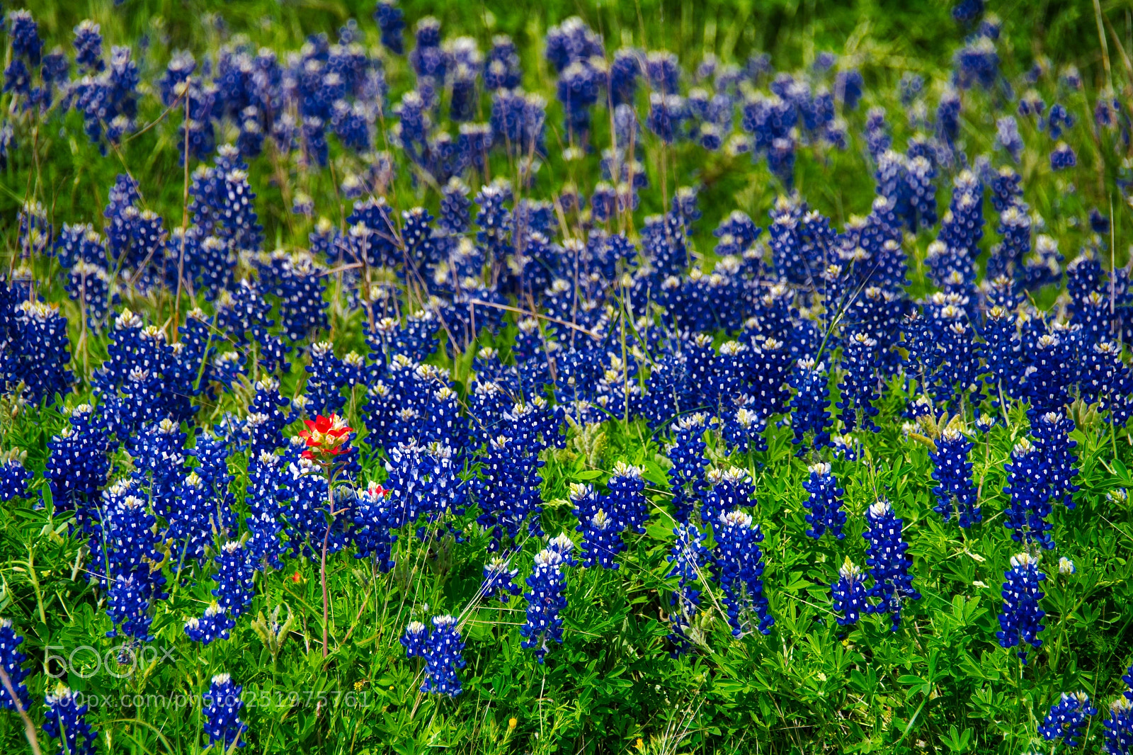 Nikon D7100 sample photo. Chappell hill bluebonnets with photography