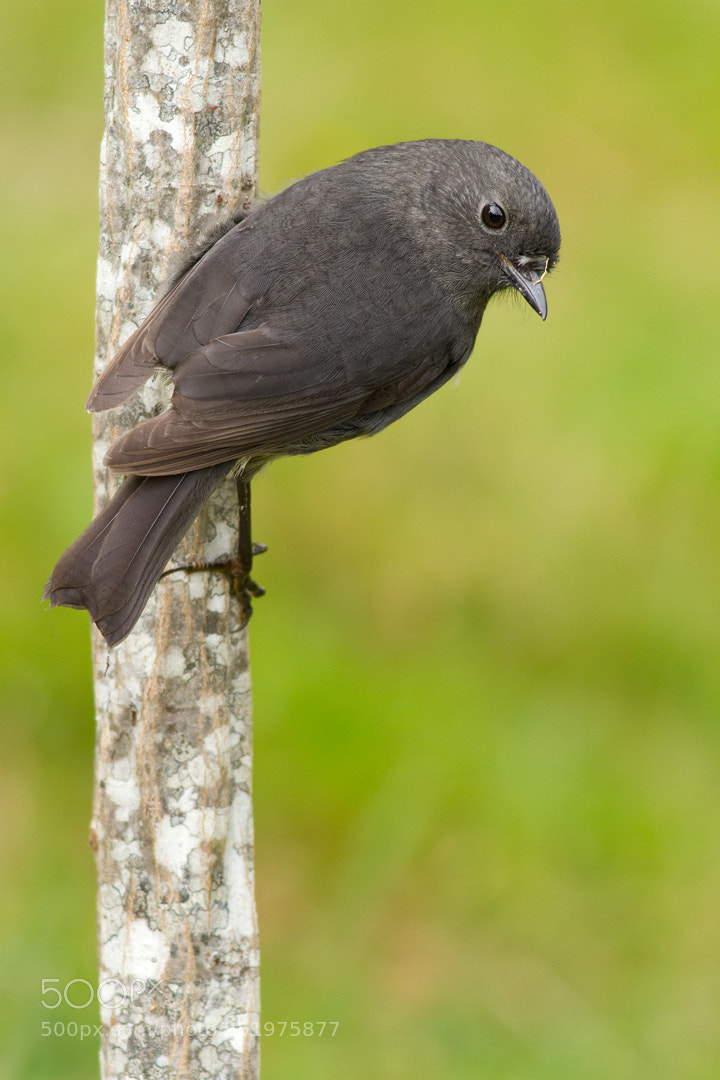 Canon EOS 7D sample photo. Robin on lancewood (6) photography
