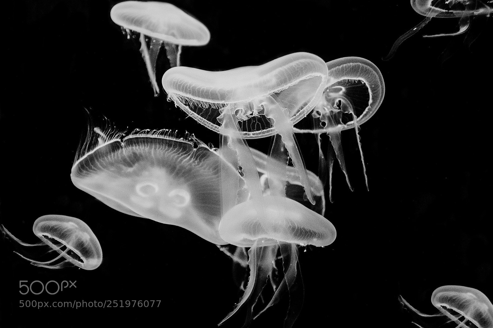 Canon EOS 7D Mark II sample photo. Medusas photography