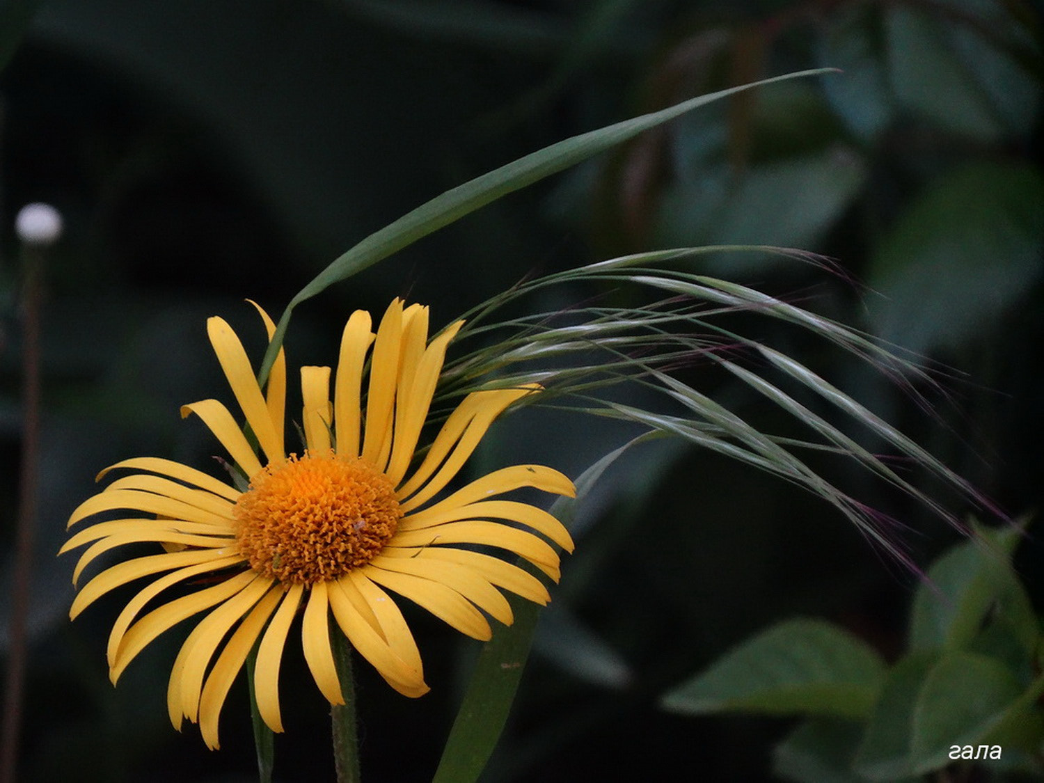Minolta AF 80-200mm F2.8 HS-APO G sample photo. The sun photography