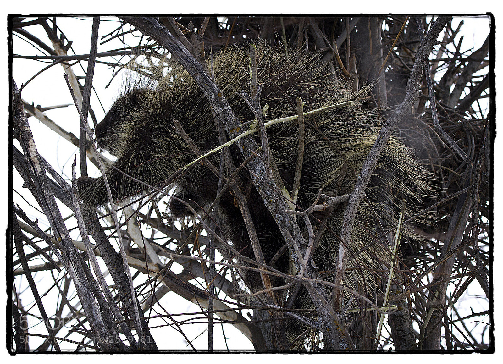 Canon EOS 7D sample photo. Porcupine resting in a photography