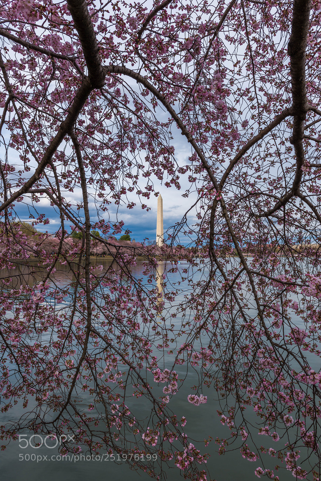 Nikon D610 sample photo. Cherry blossom photography