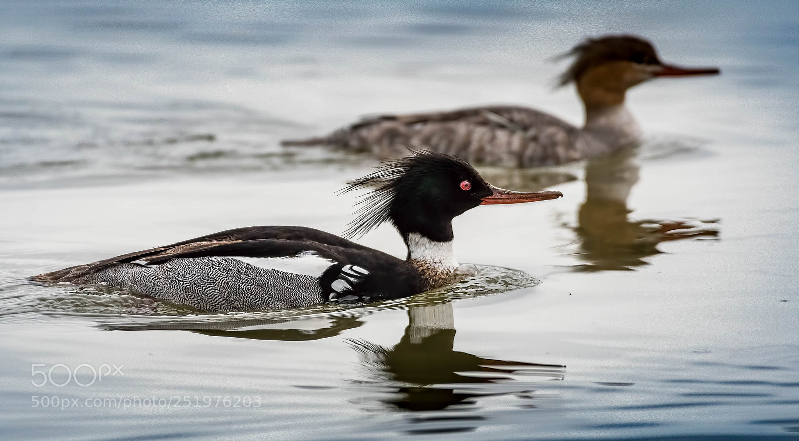 Nikon D500 sample photo. Red billed merganser photography