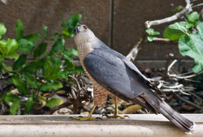 Nikon D3300 sample photo. Where are the doves? photography